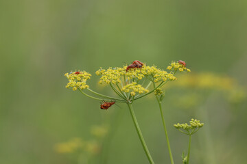 Breeding period of beetles in nature.