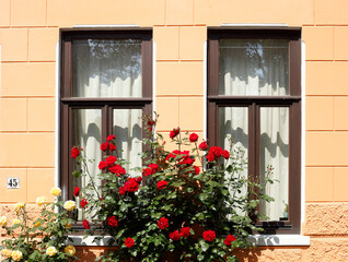Fototapeta na wymiar Fenster mit Blumen, Deutschland