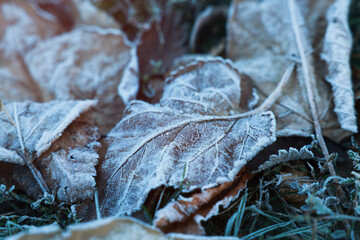 Beautiful fallen leaves and grass covered with hoarfrost, closeup