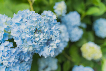 青い紫陽花