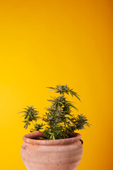 Cannabis plant on yellow background