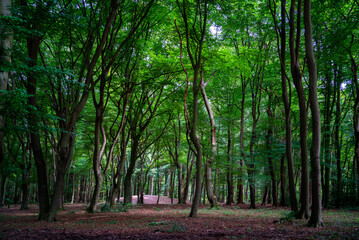 Beech trees and tumulus in the forest
