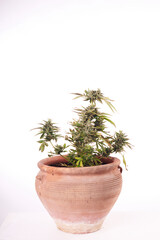 Marijuana plant on white background