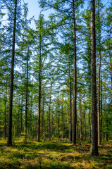 Pine forest in the Netherlands (Pinus sylvestris)
