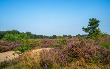 Fototapeta na wymiar Purple blooming heathland of the Veluwe, Netherlands 