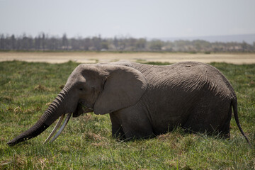 Fototapeta na wymiar african elephant eating grass