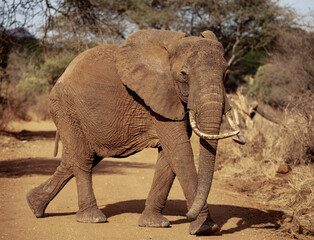 
African elephant
