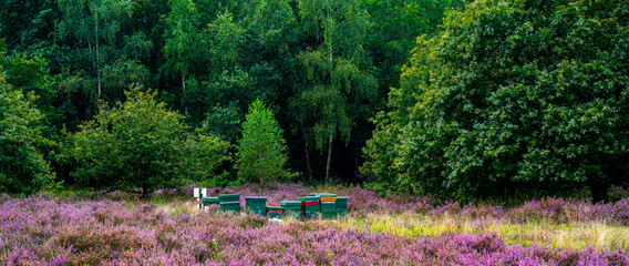 Bee hives with various trees and purple blooming heath
