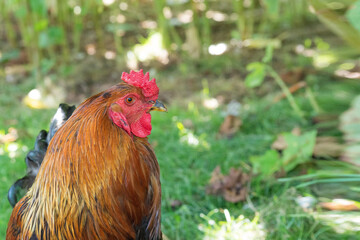 Rooster with a red tuft on a green background