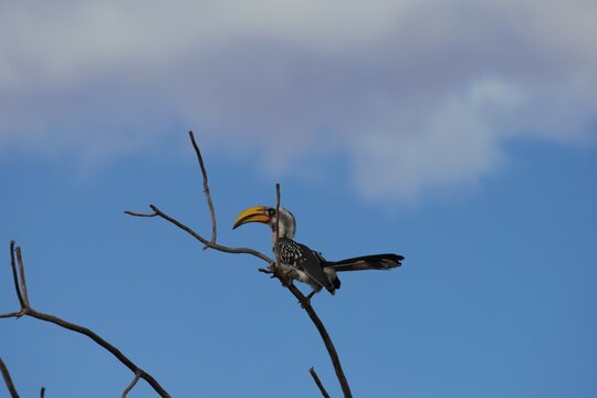 Red-billed hornbill on a branch