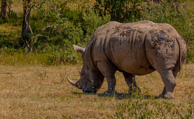 Obraz premium View of a departing white rhinoceros walking away from the photographer