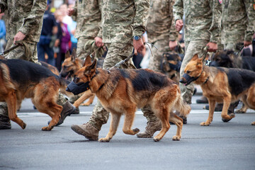 Dogs in the service of the state. Shepherd dog border guard on the street. A guard dog in a muzzle....