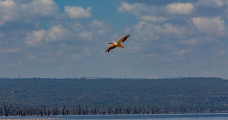Pelican soars in the air, spreading its wings against the sky