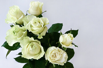 bouquet of white roses with a delicate green shade on a white background with a soft focus. Spring flower background