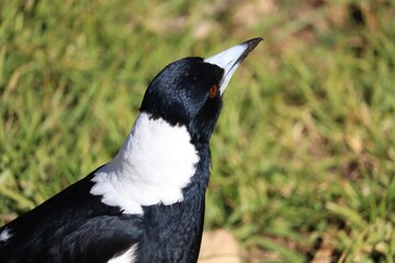 The Australian magpie (Gymnorhina tibicen) is a medium-sized black and white passerine bird native to Australia and southern New Guinea