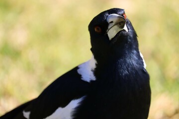 The Australian magpie (Gymnorhina tibicen) is a medium-sized black and white passerine bird native to Australia and southern New Guinea