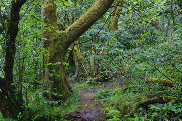 Green mossy forest
