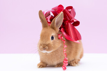 Red-brown cute baby rabbit with a bow sitting on pink background. Lovely young rabbit sitting.