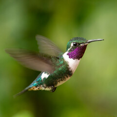 little hummingbird