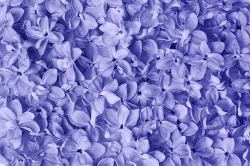 Fototapeta premium Abstract lilac background. Natural textured. Top view. Trendy color of the year 2022