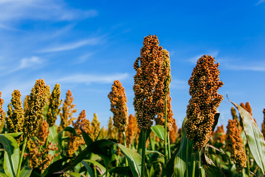 Biofuel and new boom Food, Sorghum Plantation industry. Field of Sweet Sorghum stalk and seeds. Millet field. Agriculture field of sorghum, named also Durra, Milo, or Jowari. Healthy nutrients