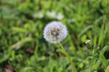 Taraxacum (/təˈræksəkʊm/) is a large genus of flowering plants in the family Asteraceae, which consists of species commonly known as dandelions