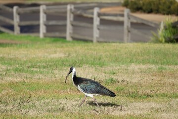 The straw-necked ibis (Threskiornis spinicollis) is a bird of the ibis and spoonbill family Threskiornithidae. It can be found throughout Australia, New Guinea, and parts of Indonesia. Adults have dis