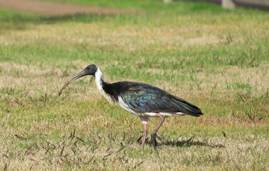 The straw-necked ibis (Threskiornis spinicollis) is a bird of the ibis and spoonbill family Threskiornithidae. It can be found throughout Australia, New Guinea, and parts of Indonesia. Adults have dis