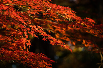 秋のきれいな紅葉の風景