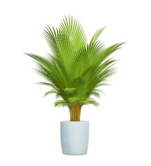 Palm tree isolated on white background with clipping path for decoration, 3D rendering illustration