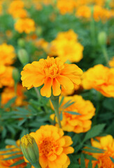 Closeup of Gorgeous Marigold Blossoming in the Field