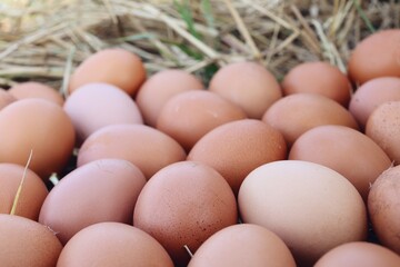 Fresh eggs on dried grass leaves
