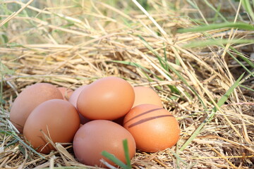 Fresh eggs on dried grass leaves