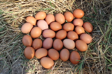 Fresh eggs on dried grass leaves