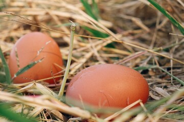 Fresh eggs on dried grass leaves