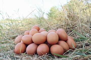 Fresh eggs on dried grass leaves
