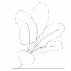 beet, continuous line drawing, sketch, vector