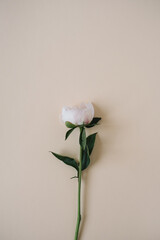 Fototapeta premium Elegant white peony flower on neutral beige background. Flat lay, top view delicate aesthetic minimalist floral composition