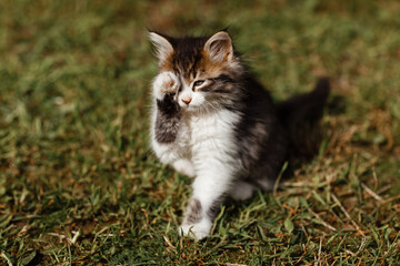 Small cute gray and white kitten walks carefully on green grass. Lovely pet is washed outdoors on summer