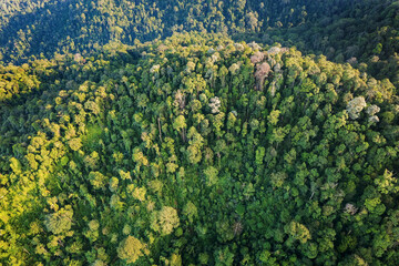 aerial view of tropical jungle