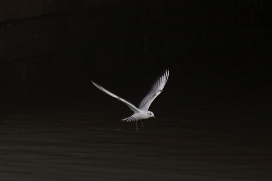 Tern hovering over the Douro river