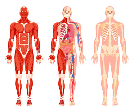 Human body internal organs anatomy set vector flat muscular, circulatory nervous and skeletal