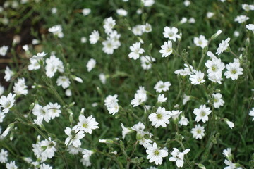 Closed buds and white flowers of Cerastium tomentosum in May