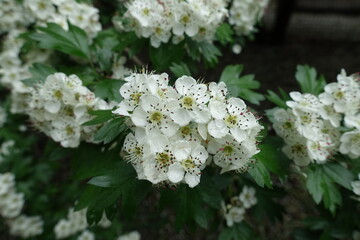 Closeup of white flowers of common hawthorn in May