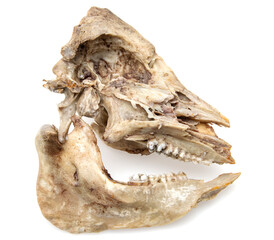 Naklejka premium pig skull bones on white background