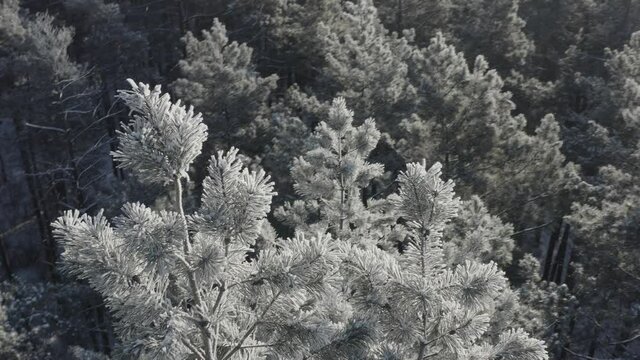 4K ungraded, d-log Beautiful Snowy White Forest In Winter Frosty Day. Aerial View Flight Above Amazing Pine Forest. Landscape. Scenic View Of Park Woods. Nature Elevated View Of Winter Frost Woods