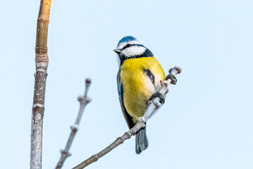 Eurasian Blue Tit perched on a tree branch