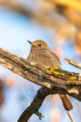 Black Redstart perched on a tree branch