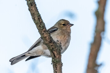 Common Chaffinch perched on a tree branch