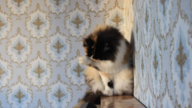 Fluffy tricolor cat in sunset sitting against wall with floral pattern wallpaper and grooming herself